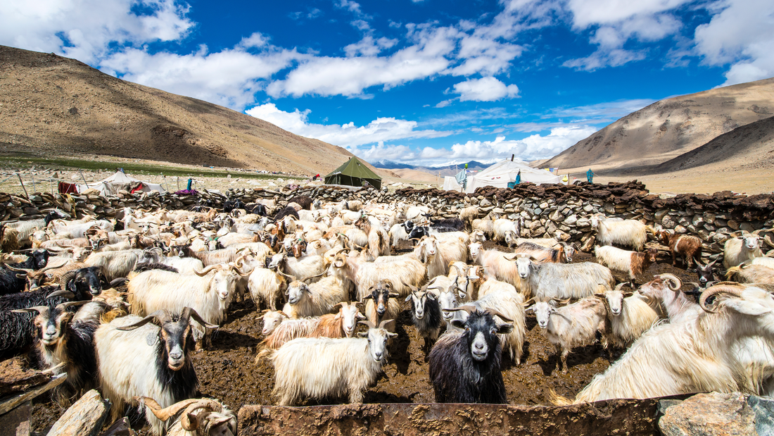 Changthang goat cashmere pashmina scarf sustainability