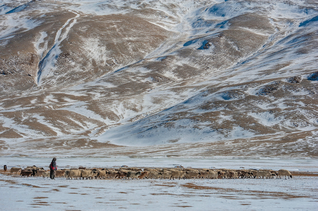 Winter life of Changpa Pashmina nomads in Himalayas. During winter they hide themselves and keep their herds between valley where to encounter less snowfall and cold.